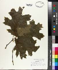 Quercus texana image