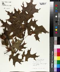 Quercus texana image