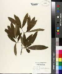 Quercus pumila image