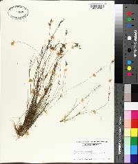 Rhynchospora intermixta image