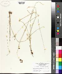Rhynchospora microcarpa image