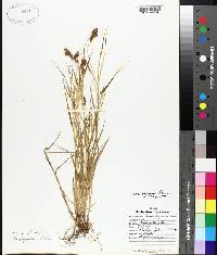 Carex albolutescens image