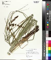 Carex decomposita image