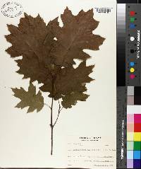 Quercus rubra var. borealis image