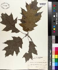 Quercus rubra var. borealis image