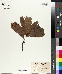 Quercus rudkinii image