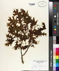 Quercus shumardii image