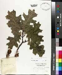 Quercus shumardii image