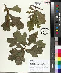 Quercus similis image