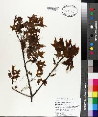 Quercus texana image