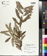 Quercus incana image