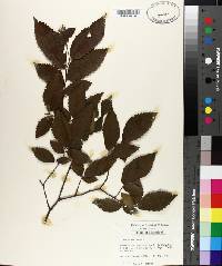 Ulmus alata image