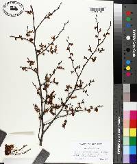 Ulmus alata image