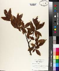 Ulmus alata image