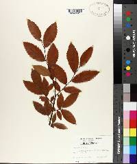 Ulmus alata image