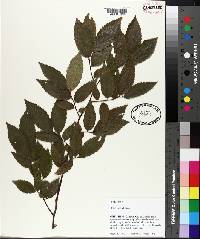 Ulmus alata image