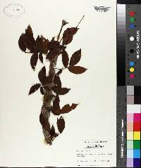 Ulmus alata image