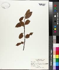 Ulmus alata image