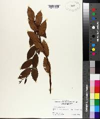 Ulmus alata image