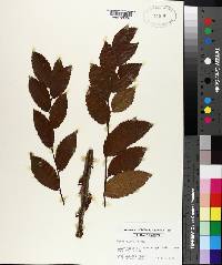 Ulmus alata image