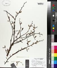 Ulmus alata image