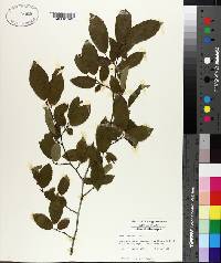 Ulmus alata image