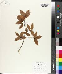 Ulmus alata image