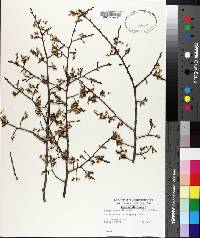 Ulmus alata image