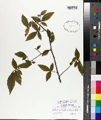 Ulmus alata image