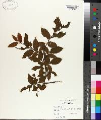 Ulmus alata image