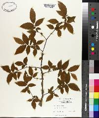 Ulmus alata image