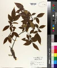 Ulmus alata image