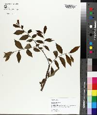 Ulmus alata image