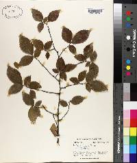 Ulmus alata image