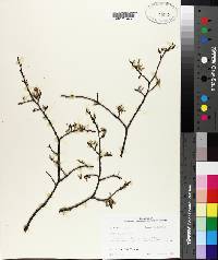 Ulmus alata image