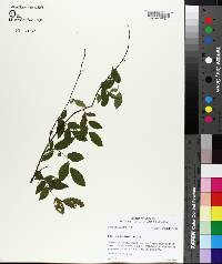 Ulmus crassifolia image