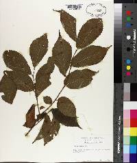 Ulmus rubra image