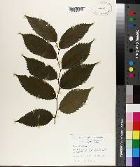 Ulmus rubra image