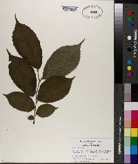 Ulmus rubra image