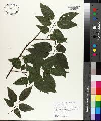 Celtis laevigata image