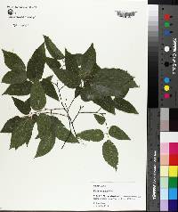 Celtis laevigata image