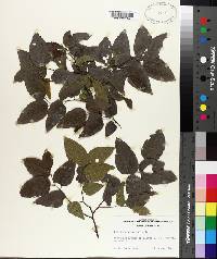 Celtis occidentalis image