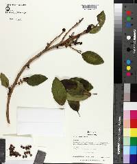 Ficus aurea image