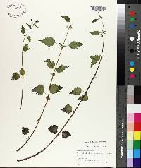 Urtica chamaedryoides image