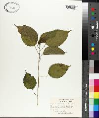 Laportea canadensis image