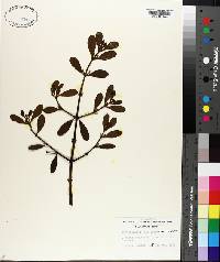 Phoradendron leucarpum subsp. leucarpum image