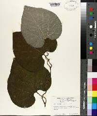 Aristolochia macrophylla image