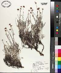 Eriogonum multiceps image