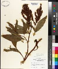 Rumex altissimus image