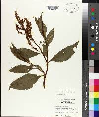 Rumex altissimus image